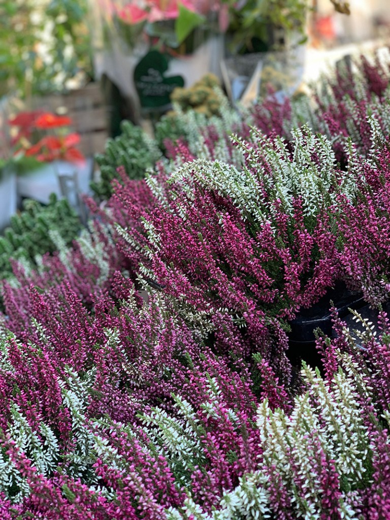 #gallivers_tours #avignongourmet #foodie #avignon #france #shoplocal